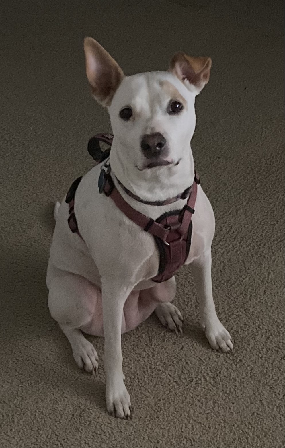 Picture of Wookie, Jamie's dog