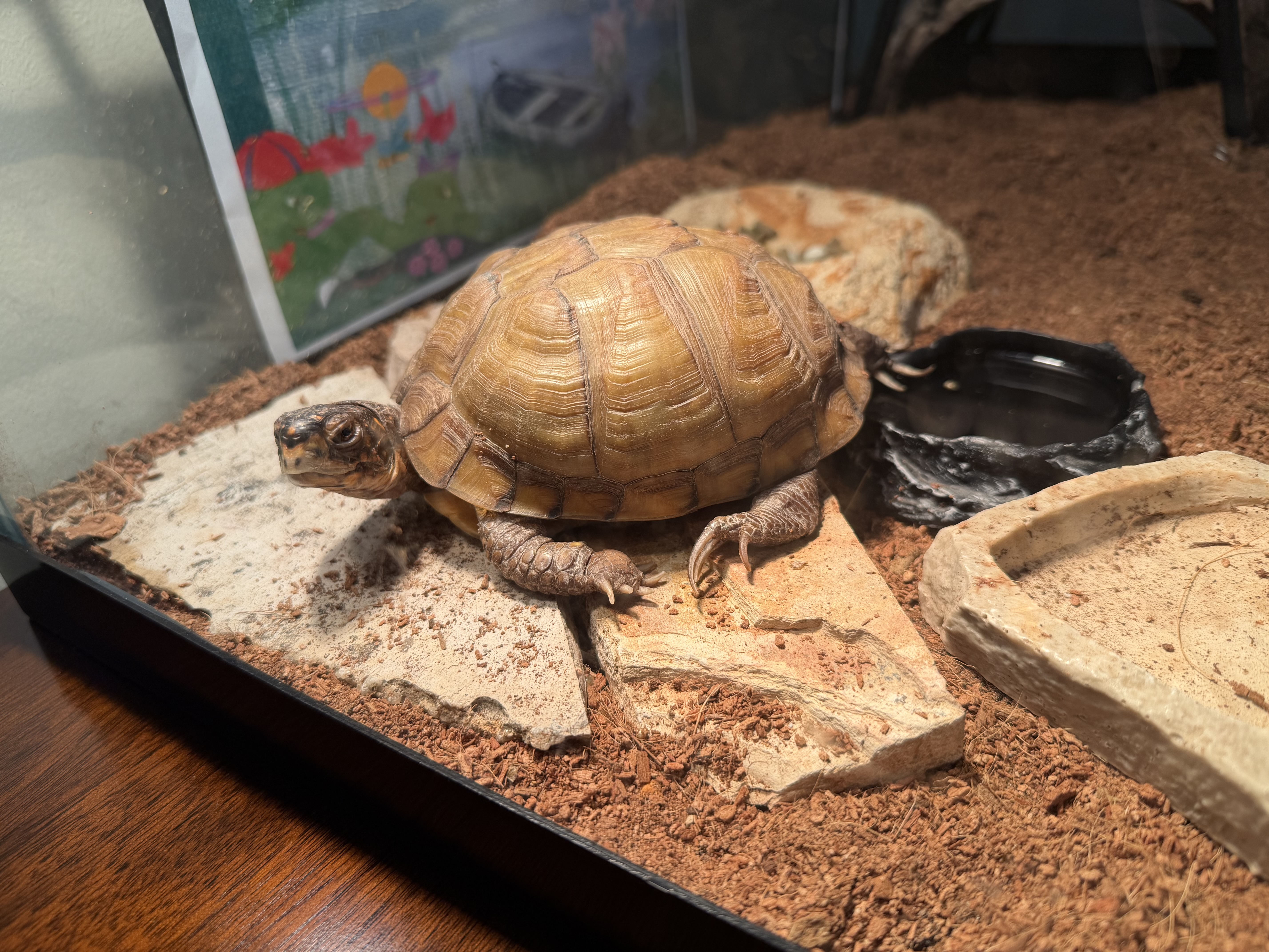 Picture of Jamie, Joey, and their turtle Eloise